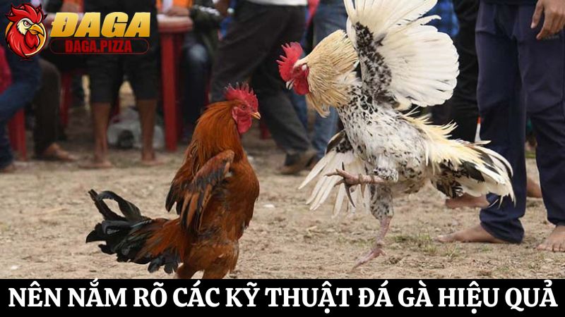 Khám phá chi tiết các kỹ thuật đá gà hiệu quả cho tân thủ Các kỹ thuật đá gà hiệu quả